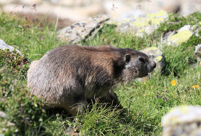 Marmotte svizzere - Spielboden